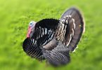Turkey Hunting Tips for Beginners