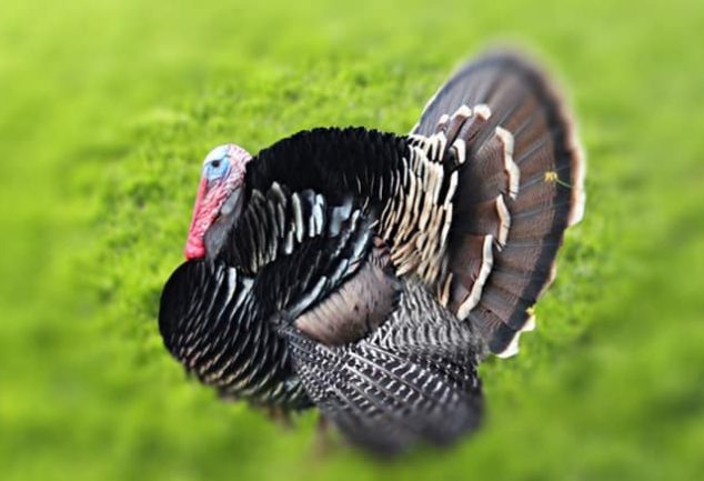 Turkey Hunting Tips for Beginners