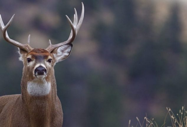 types of hunting