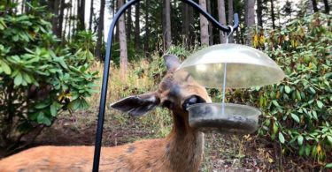 how to hang a deer feeder
