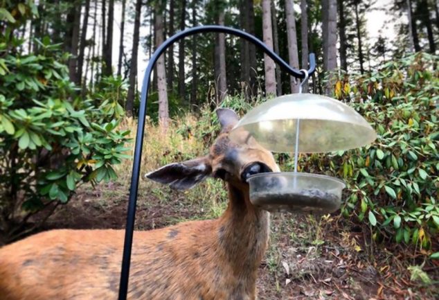 how to hang a deer feeder