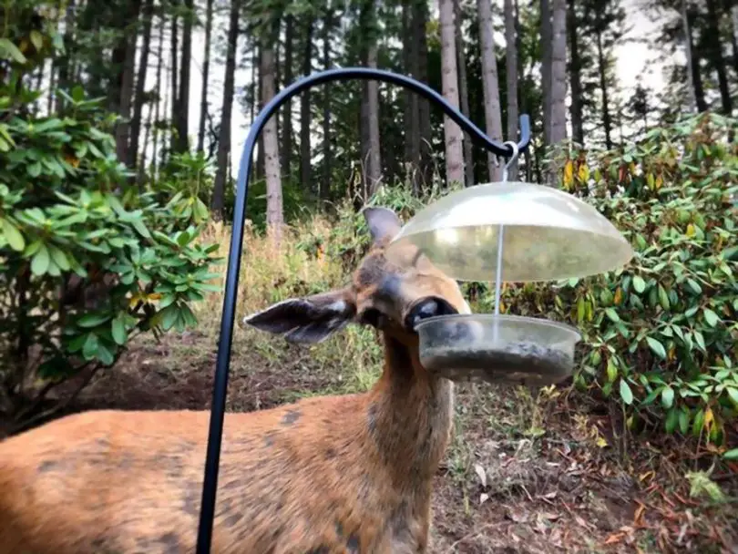 how to hang a deer feeder