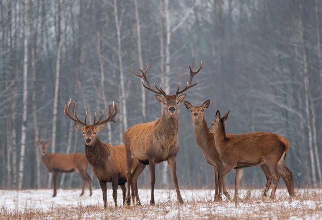 how to make deer attractant