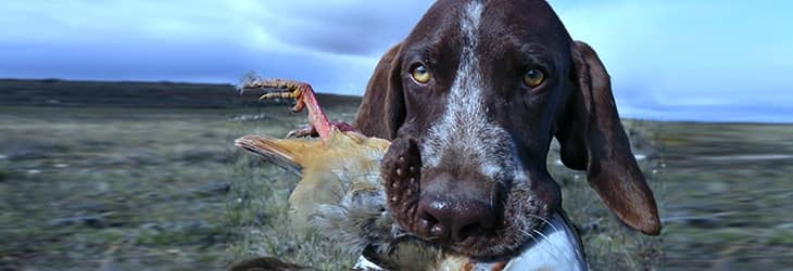 Take a smart bird hunting dog