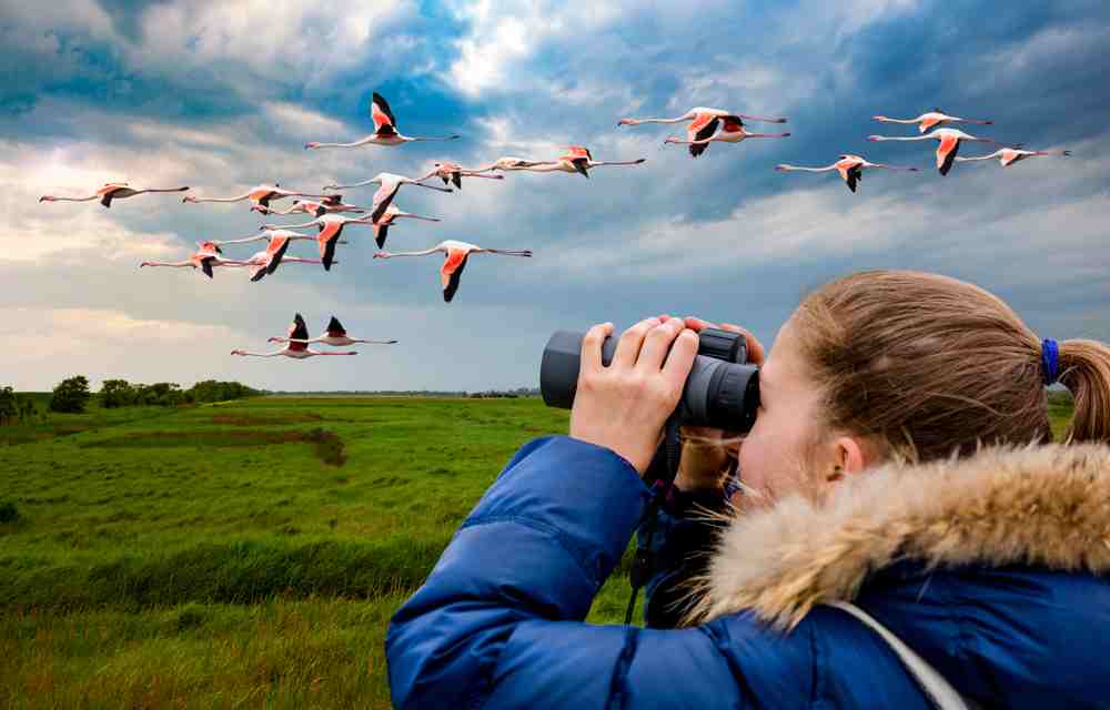 Use a binocular when watching birds