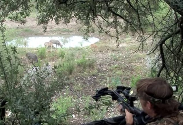 Deer Hunting With a Crossbow