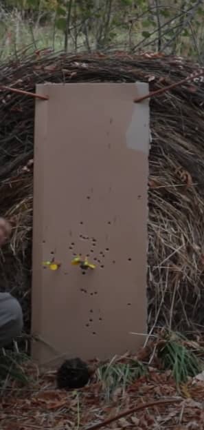 Gap shooting practice from 10 yards on a pine cone target with a longbow