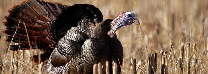 To hunt turkeys, you must first understand their behavior