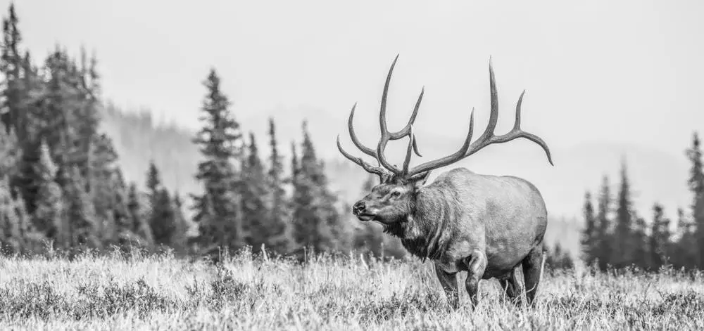 Successful Tips on How to Hunt Elk