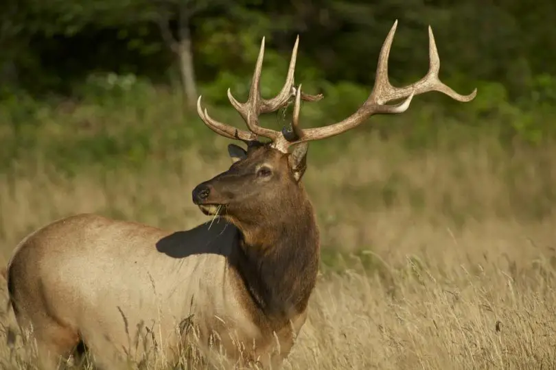 how to hunt elk