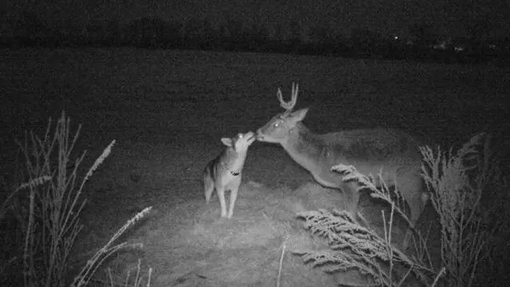 Learn more about deer with a trail camera