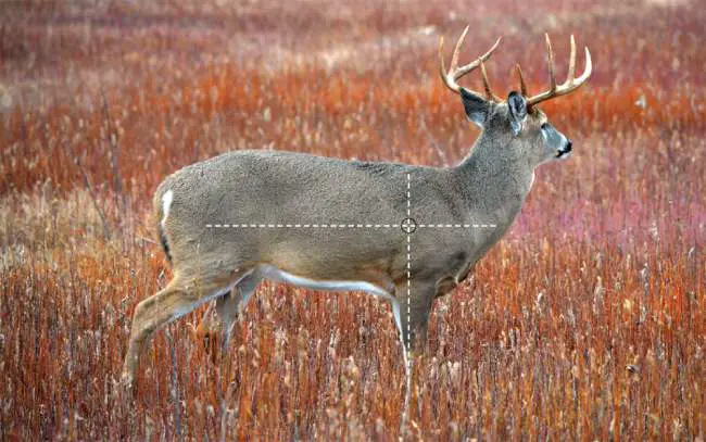 Where to Shoot a Deer - Broadside shoot