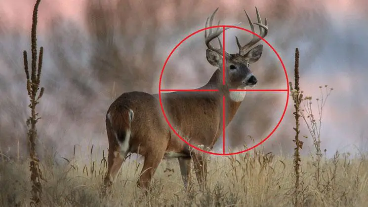 Neck shot on a deer