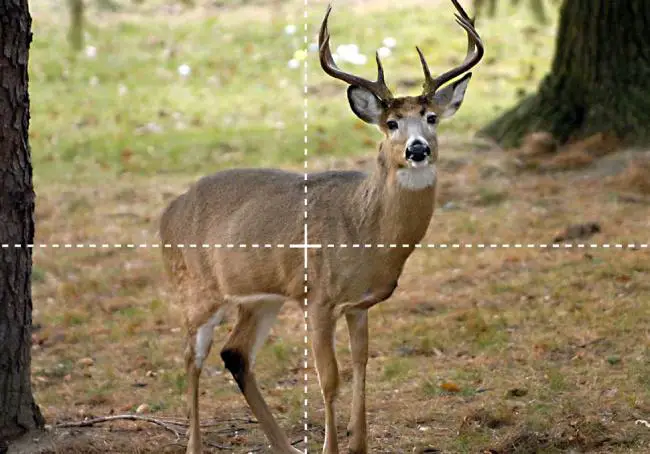 Where to Shoot a Deer - Quartering presentation