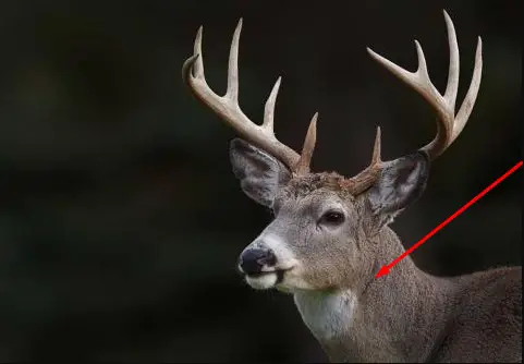 Where to Shoot a Deer - The base of the skull