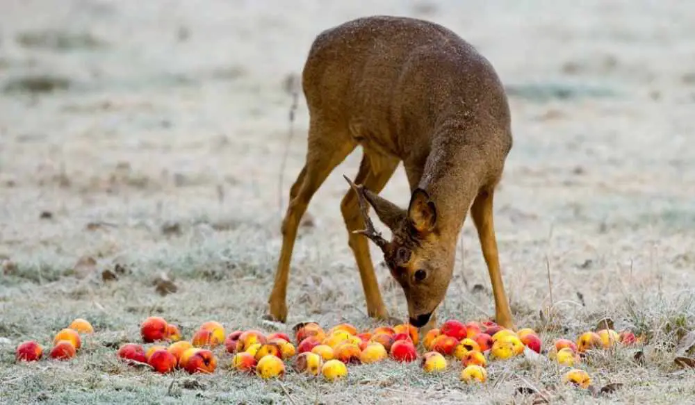 deer feed Apples