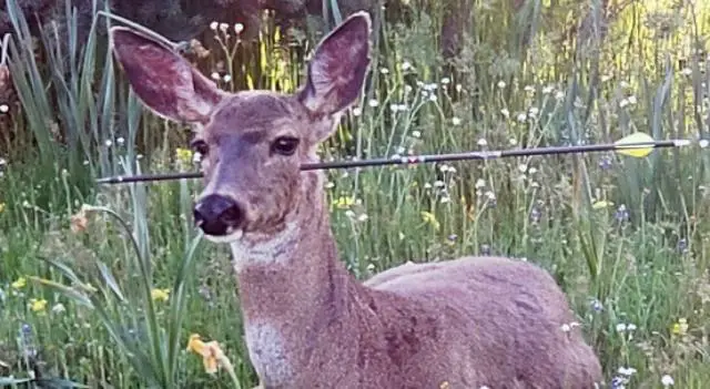 Neck shot deer hunt