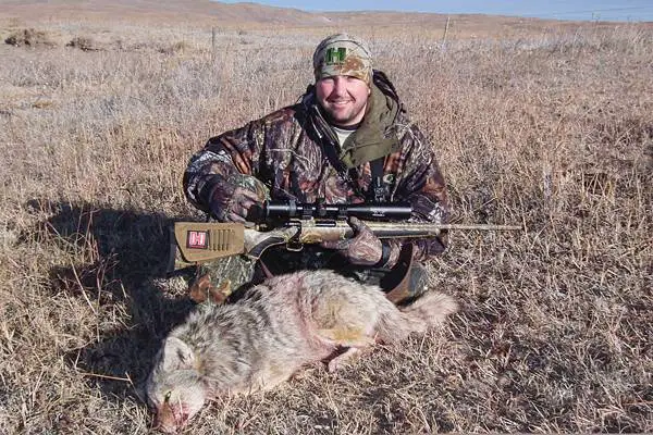 .22-250 vs .243: coyote hunting