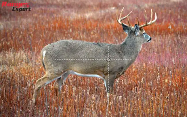 Where to shoot a deer to drop it in its tracks - Behind-the-shoulder lung shot