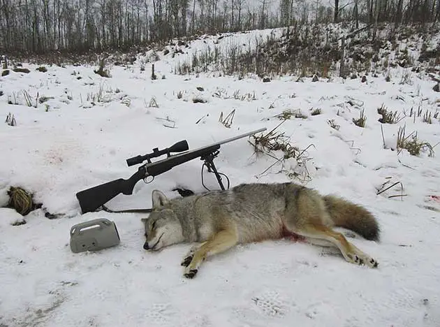 Best Time for Coyote Hunting